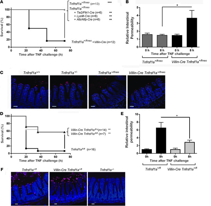 p55TNFR expression in the intestinal epithelium is a critical determinan...