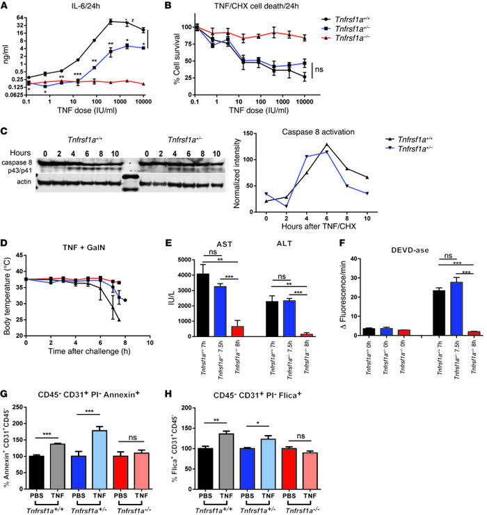 Induction of apoptosis in Tnfrsf1a+/– mice.
 
(A) IL-6 production in sup...