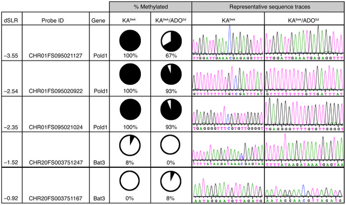 ADO treatment reduces genomic DNA CpG methylation in the epileptic hippo...