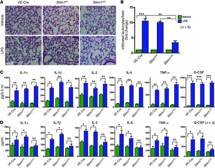 Genetic ablation of Stim1 in endothelium limits LPS-induced leukocyte in...