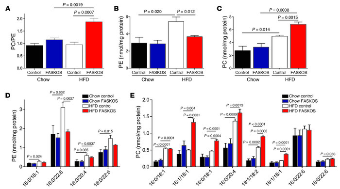 Muscle FAS deletion alters SR phospholipid composition.
Mass spectrometr...