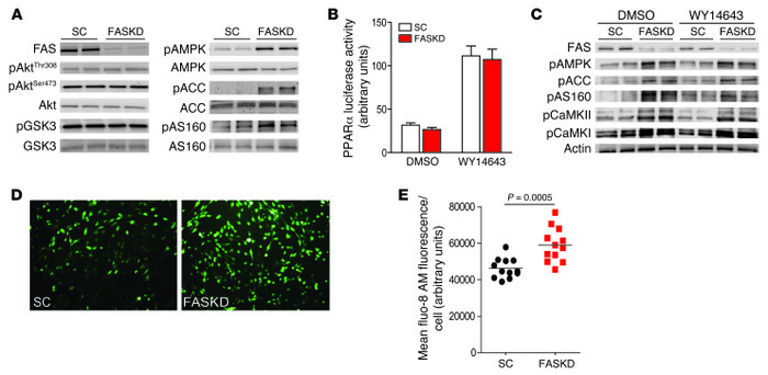 Muscle FAS deletion does not affect PPARα activity, but increases cytoso...