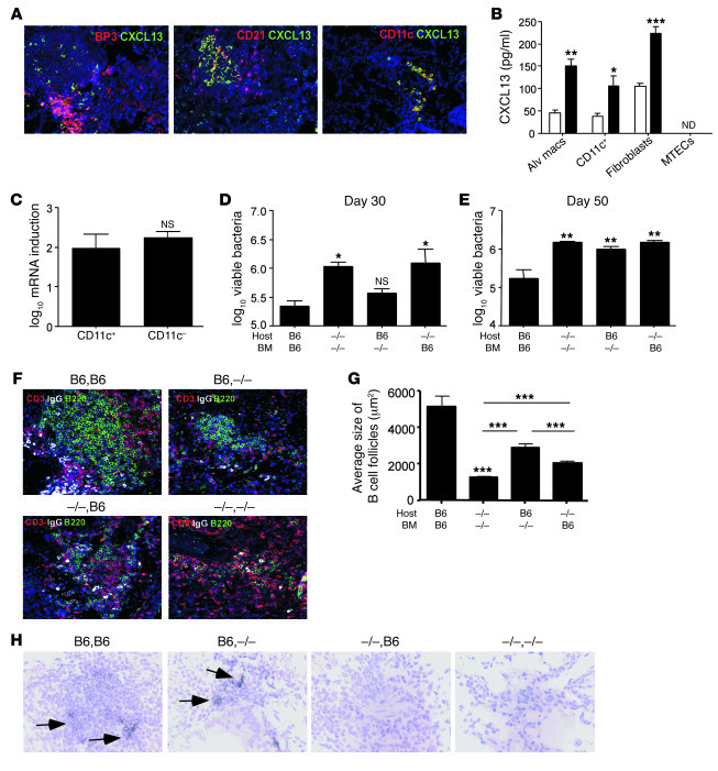 CXCL13 is produced by hematopoietic and non-hematopoietic cells and requ...
