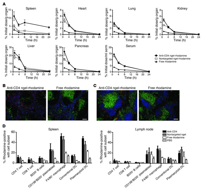 Biodistribution of nanogels.
Rhodamine-loaded nanogels were injected int...