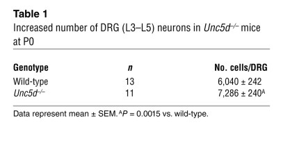 Increased number of DRG (L3–L5) neurons in Unc5d–/– mice at P0
 
