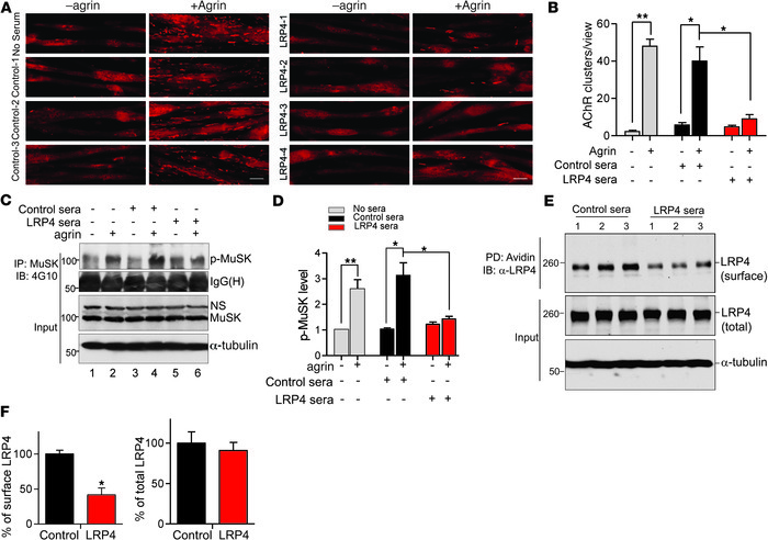 Inhibition of agrin signaling and AChR clustering by anti-LRP4 sera.
(A)...