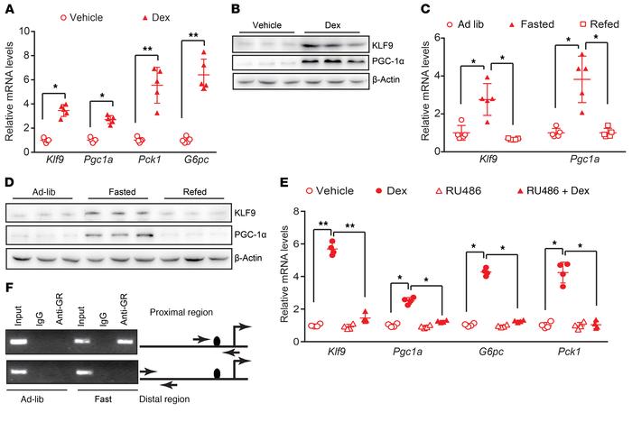 Hepatic Klf9 expression is induced by fasting and Dex.
(A) Quantitative ...