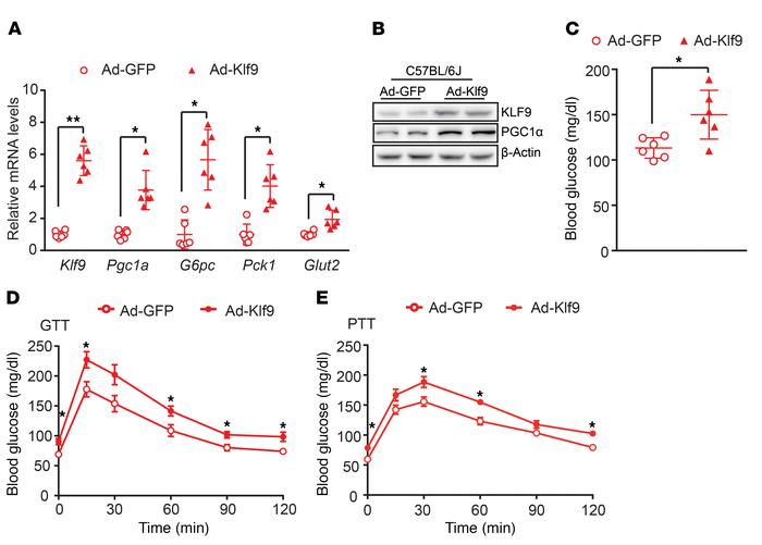 Hepatic overexpression of Klf9 elevates blood glucose and impairs glucos...