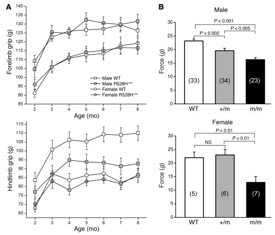 Muscle force was modestly reduced in R528H mice.
(A) Grip strength was r...