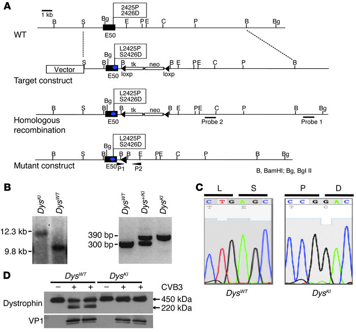 Generation of enteroviral protease 2A cleavage–resistant DysKI mice.
 
(...