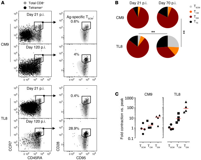 Preferential maintenance of TSCM cells following escape of the cognate a...
