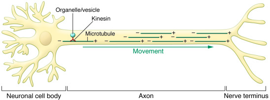 Kinesins generate anterograde movement in cells.
Fueled by an interest i...