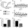 CD148-deficient tracheas show diminished contractility, decreased calcium o