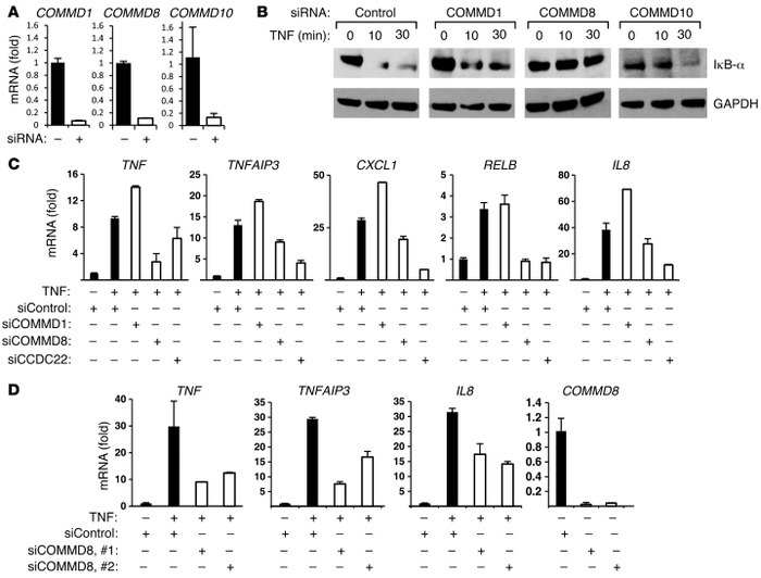 COMMD8, a partner of CCDC22, is also required for IκB degradation.
(A an...