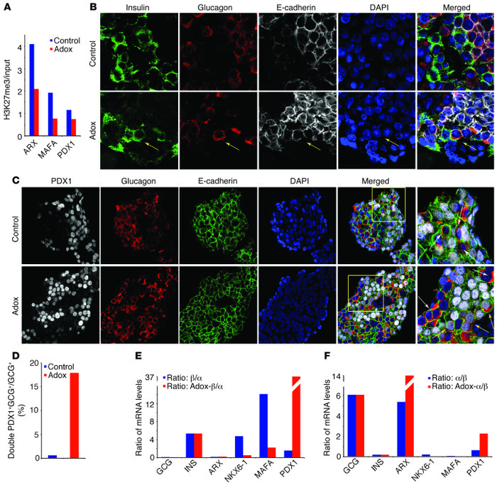 Inhibition of histone methyltransferases leads to partial endocrine cell...