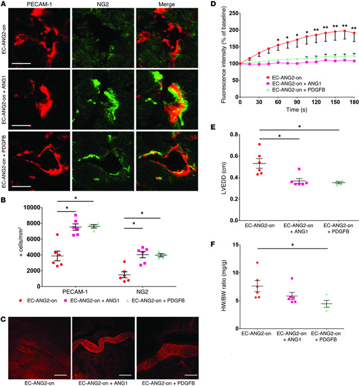 EC-ANG2-on induced microcirculatory and hemodynamic alterations are anta...