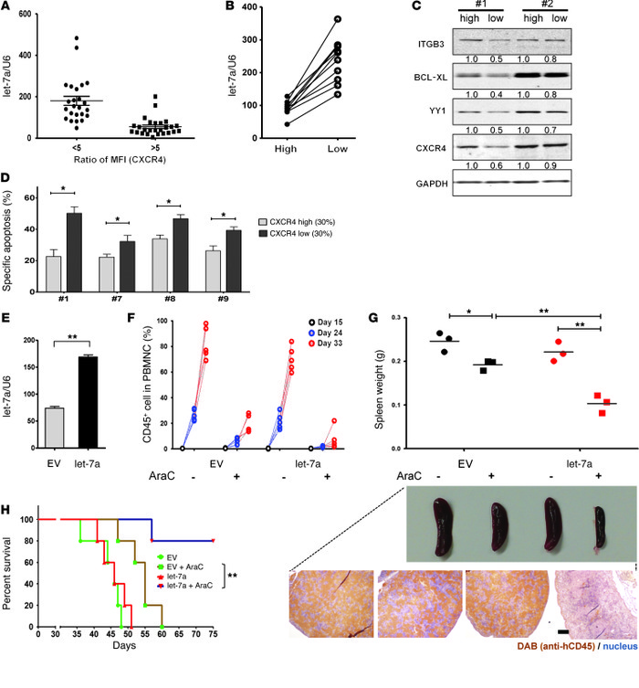 let-7a expression inversely correlates with surface CXCR4 expression and...