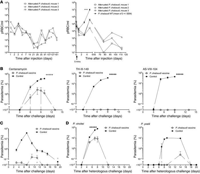 Immunization with attenuated parasites.
(A) Immunodeficient SCID mice (l...