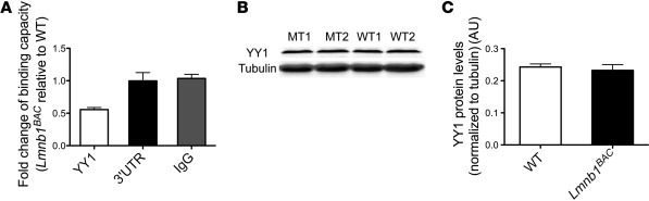 Lamin B1 overexpression results in reduced binding occupancy of YY1 to
 ...