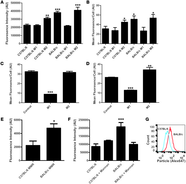 M2-polarized macrophages take up more particles than M1 macrophages in m...