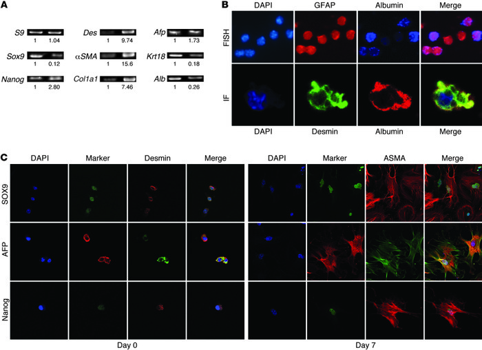 HSCs differentially coexpress markers of hepatocytes, progenitors, and M...
