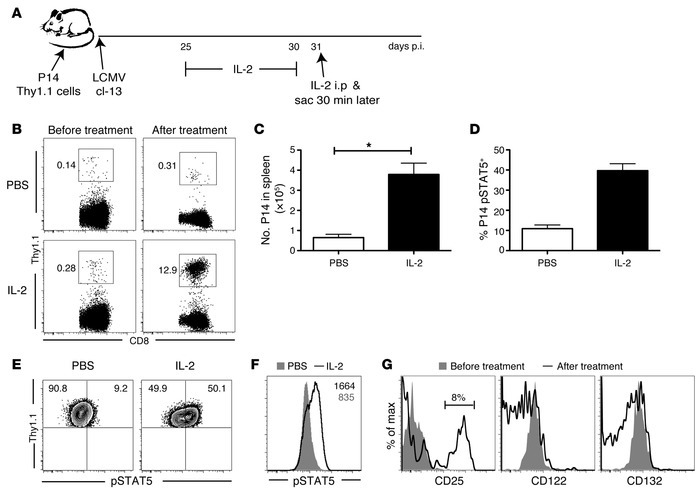 IL-2 therapy modulates exhausted antiviral CD8 T cells.
2 × 103 Thy1.1+ ...
