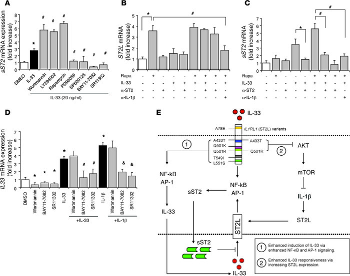 IL-33–induced sST2 expression is enhanced with mTOR inhibition and occur...