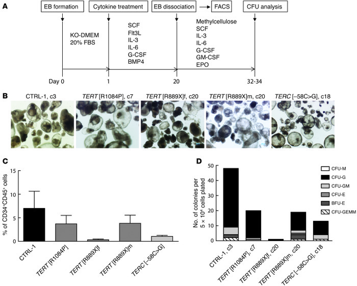 Hematopoietic differentiation is impaired from telomerase mutant iPSC.
(...