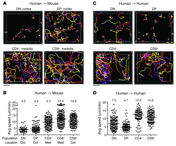 Human and mouse thymic slices support human thymocyte migration.
(A) Cel...