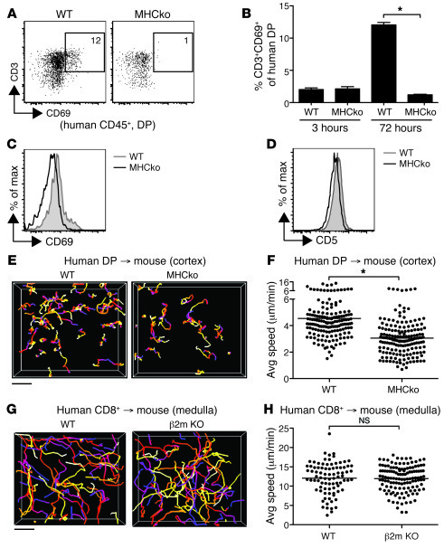 Interspecies recognition of MHC affects activation and motility of immat...
