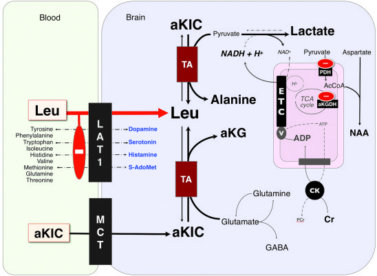 Theories of neurotoxic mechanisms of MSUD.
At the blood-brain barrier, l...