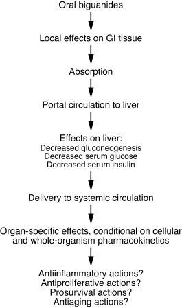 Systemic effects of biguanides.
Following oral administration, biguanide...