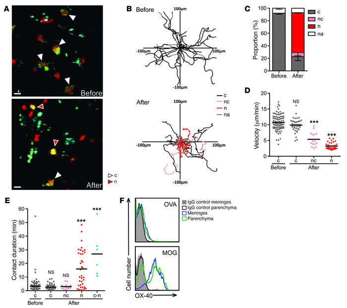 TMOG-NFAT-GFP cell activation by an exogenous antigen.
 
(A) Representat...