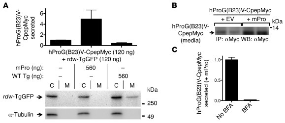 Cross-dimerization as a basis for secretory rescue of mutant proinsulin ...