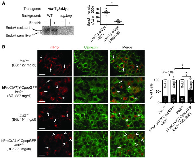 Rescue of mutant Tg and blockade of WT proinsulin in primary tissue from...