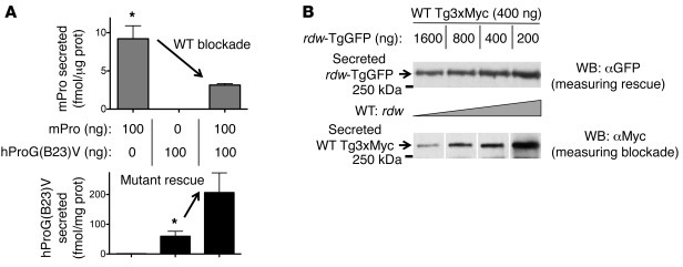 Bidirectional consequences of interactions between mutant and WT cross-d...