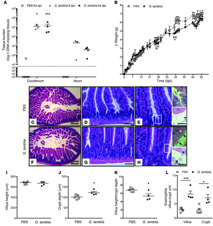 Persistent G. lamblia infection in nourished mice is associated with imp...