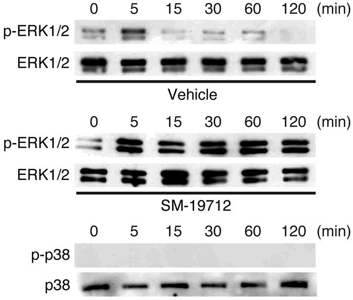 ECE-1 inhibition prolongs ET-1–induced phosphorylation of ERK1/2 in DRG ...