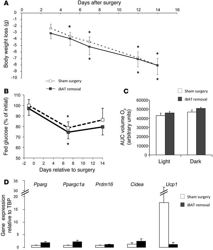 FGF21 is still potent in mice lacking iBAT.
Control mice on an HFD for 1...