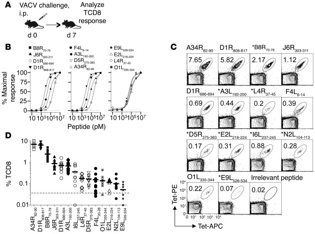 Tracking VACV-specific TCD8 responses in B7 transgenic mice.
(A) Experim...