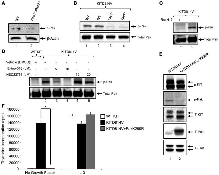 KITD814V induces the activation of Pak in a Vav1- and Rac-dependent mann...