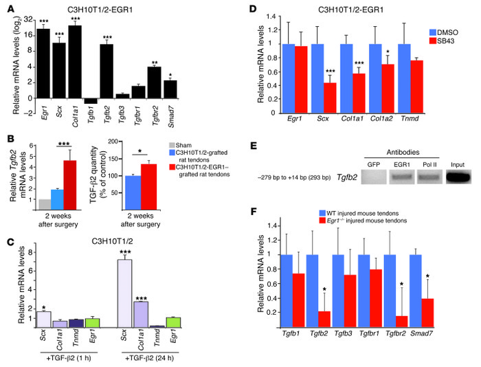 Link between Egr1 and TGF-β signaling pathway components during tendon c...