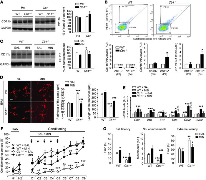 Genetically downregulated CB1R promotes cerebellar neuroinflammation and...