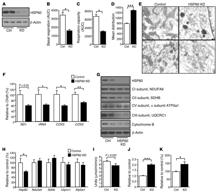 Impaired mitochondrial respiration in the hypothalamus is HSP60 dependen...