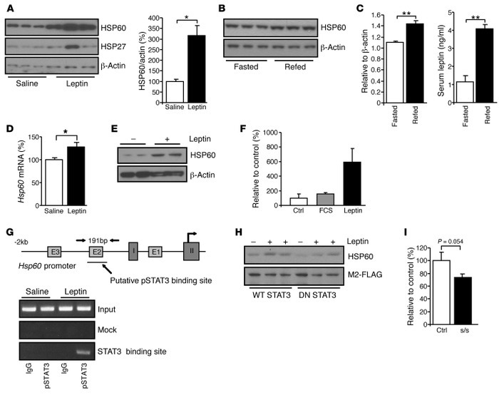 HSP60 is a leptin-induced mitochondrial chaperone.
(A) Western blot and ...