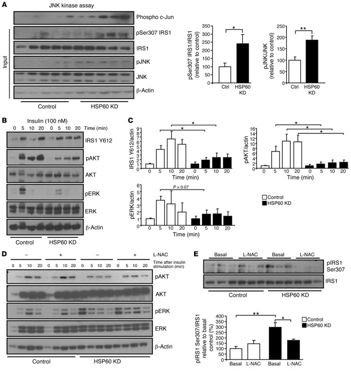 Downregulation of HSP60 causes insulin resistance and can be reversed up...