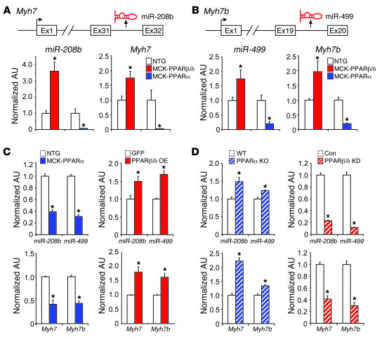 PPARβ/δ and PPARα control distinct miRNA subnetworks in skeletal muscle....