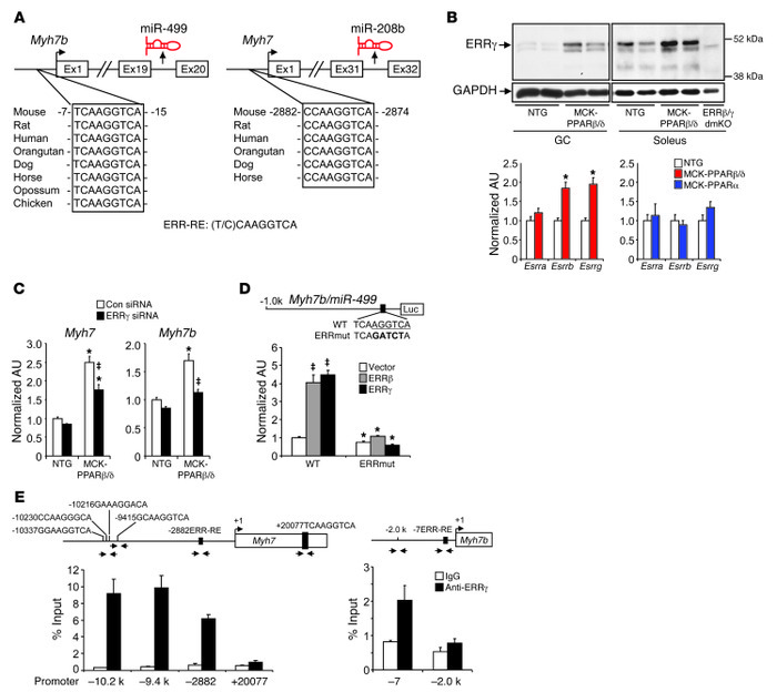 PPARβ/δ and ERRγ function cooperatively to control miR-208b and miR-499 ...