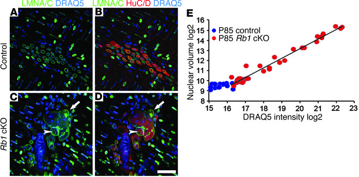 Nuclear size correlates with DNA content in myenteric neurons of Rb1 cKO...