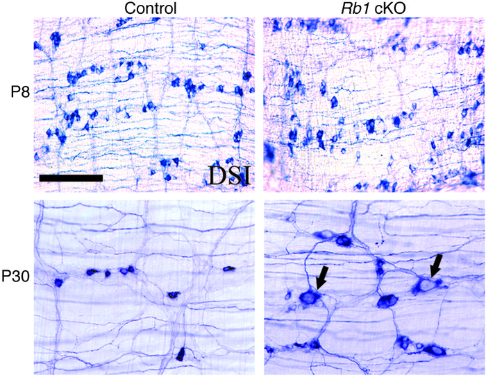 NADPH-d–expressing myenteric neurons with large nuclei appeared as mice ...